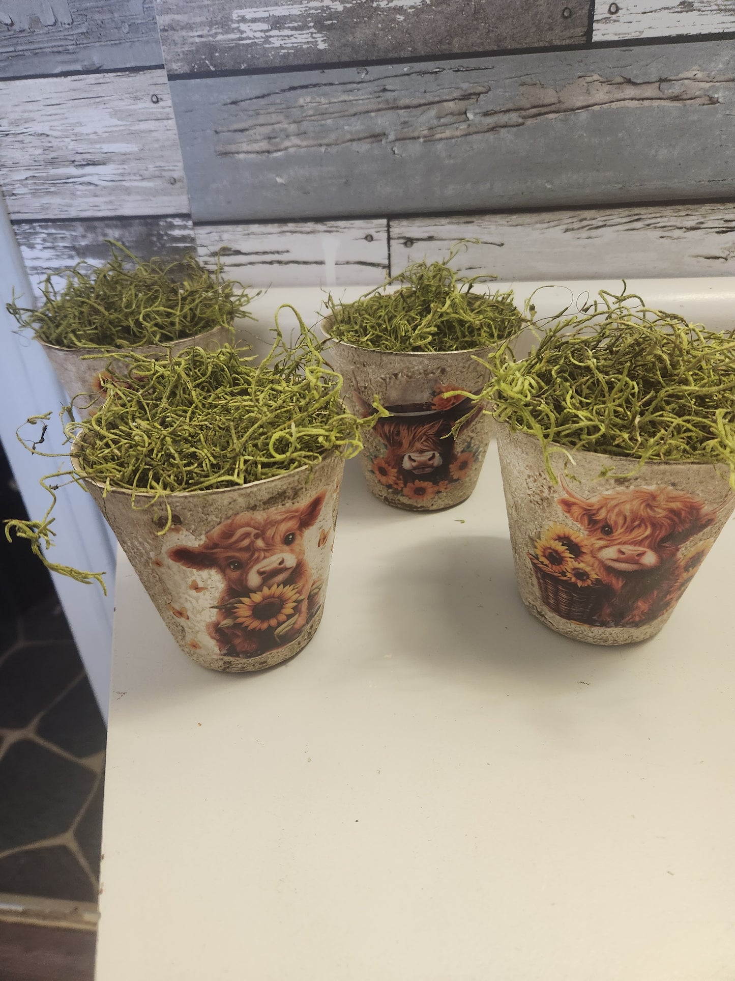 Highland cow pots with sunflowers