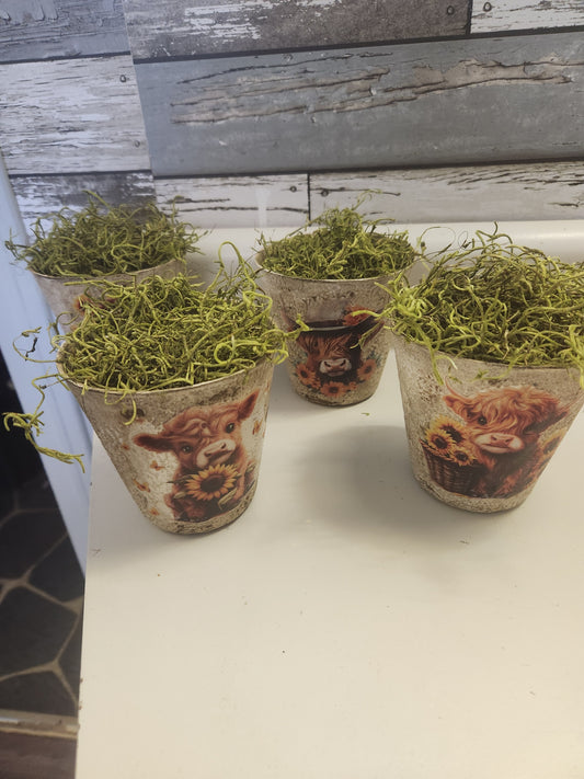 Highland cow pots with sunflowers