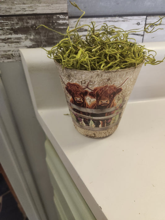 Highland cows at fence pot